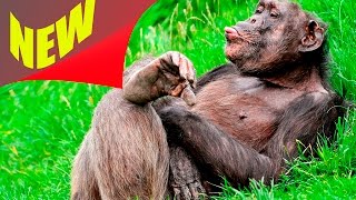 Прикольное видео. Смешное видео 2016. Смешные животные. Смешные обезьяны Прикольное видео. Смешное видео 2016. Смешные животные. Смешные обезьяны