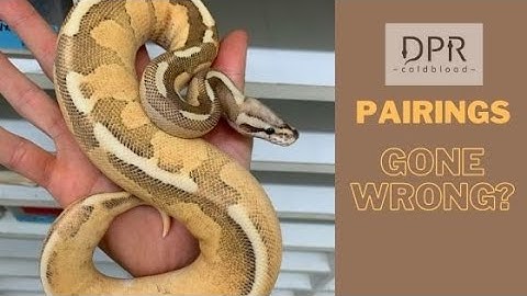 Can You Breed More Than One Male To Your Female?