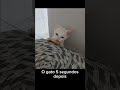 Levi mestre memes 04 #memes #shorts