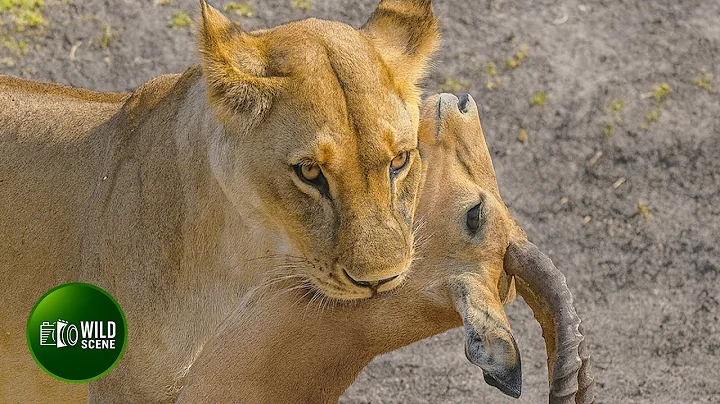 Most Incredible Chase and Hunts of Lion Ever Caught on Camera | Animal Fights
