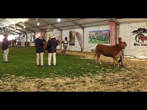 Heifer Calf Champion at the 2022 Limousin National Championship 2022 - Bloemshow 2022