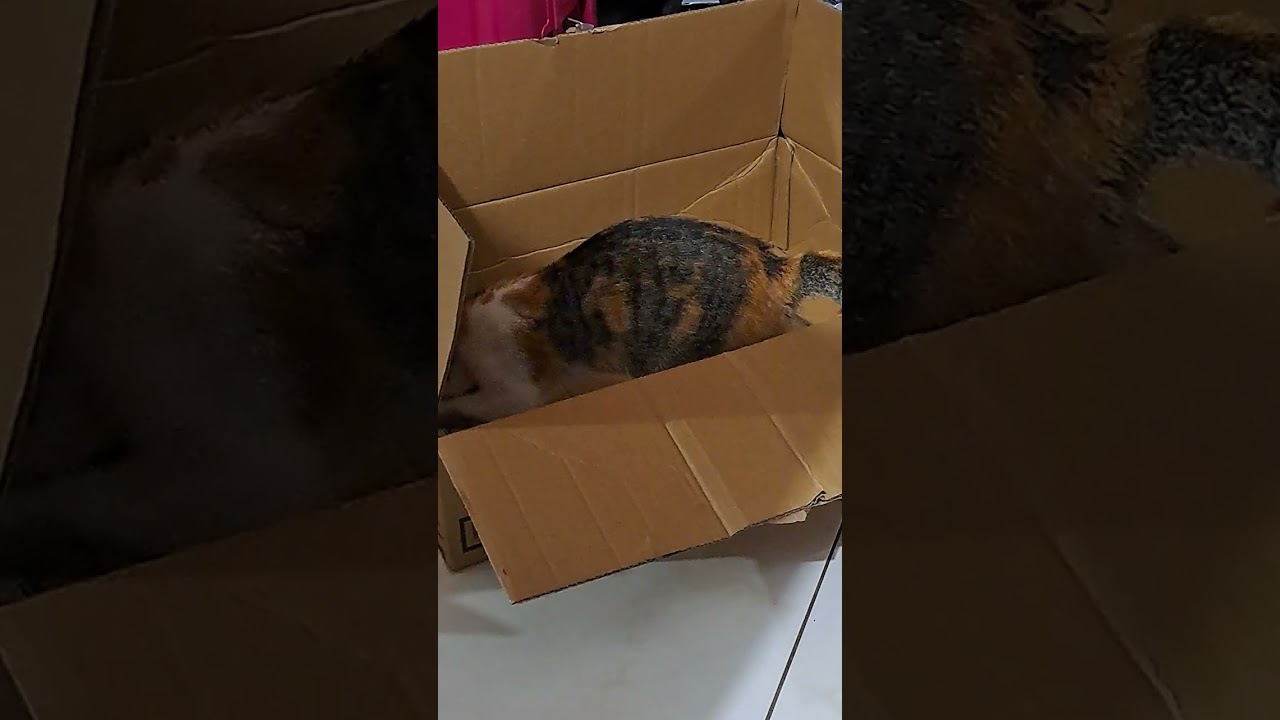 cat hiding in the box 