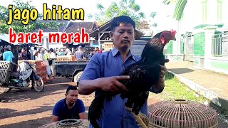 Jago Bangkok Super Hitam Pasar Ayam Ketanggungan Brebes Jawa Tengah