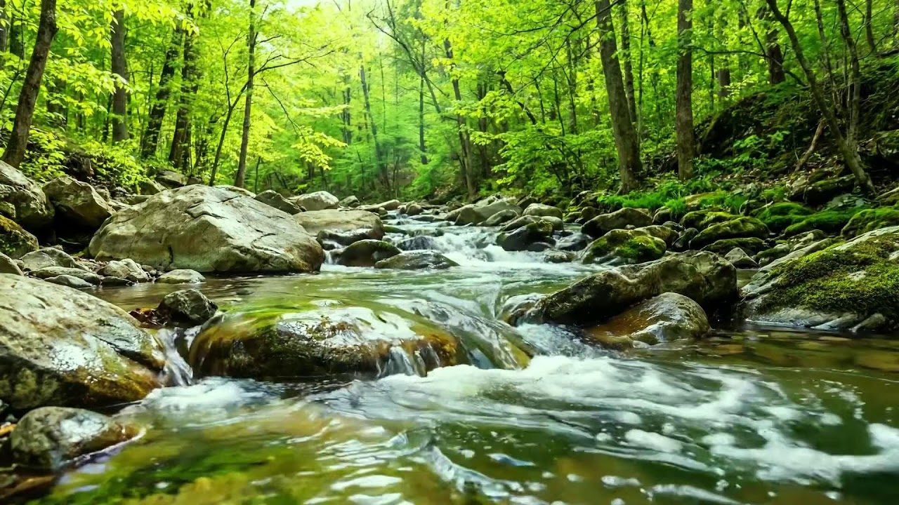 Clear Stream Flowing in Deep Forest, Birds Singing, Nature Sounds for Relaxation and Focus