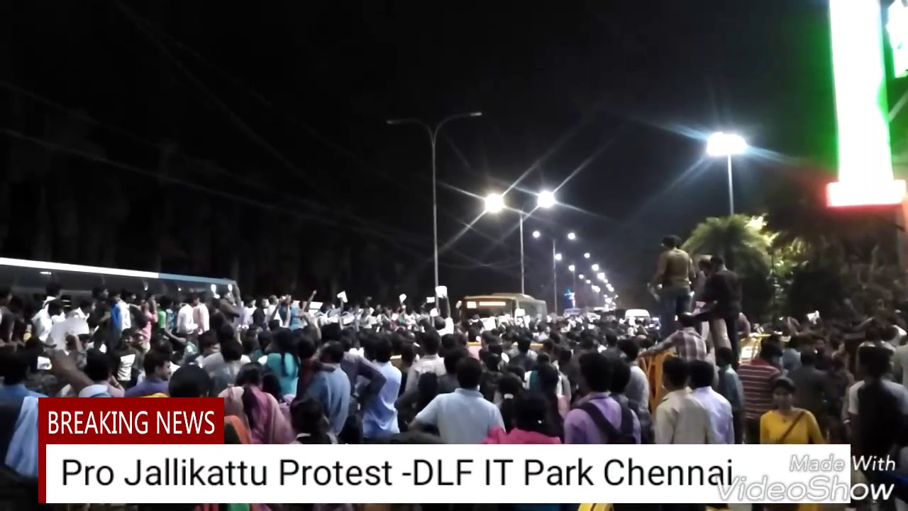 PRO JALLIKATTU PROTEST - DLF IT Park Chennai