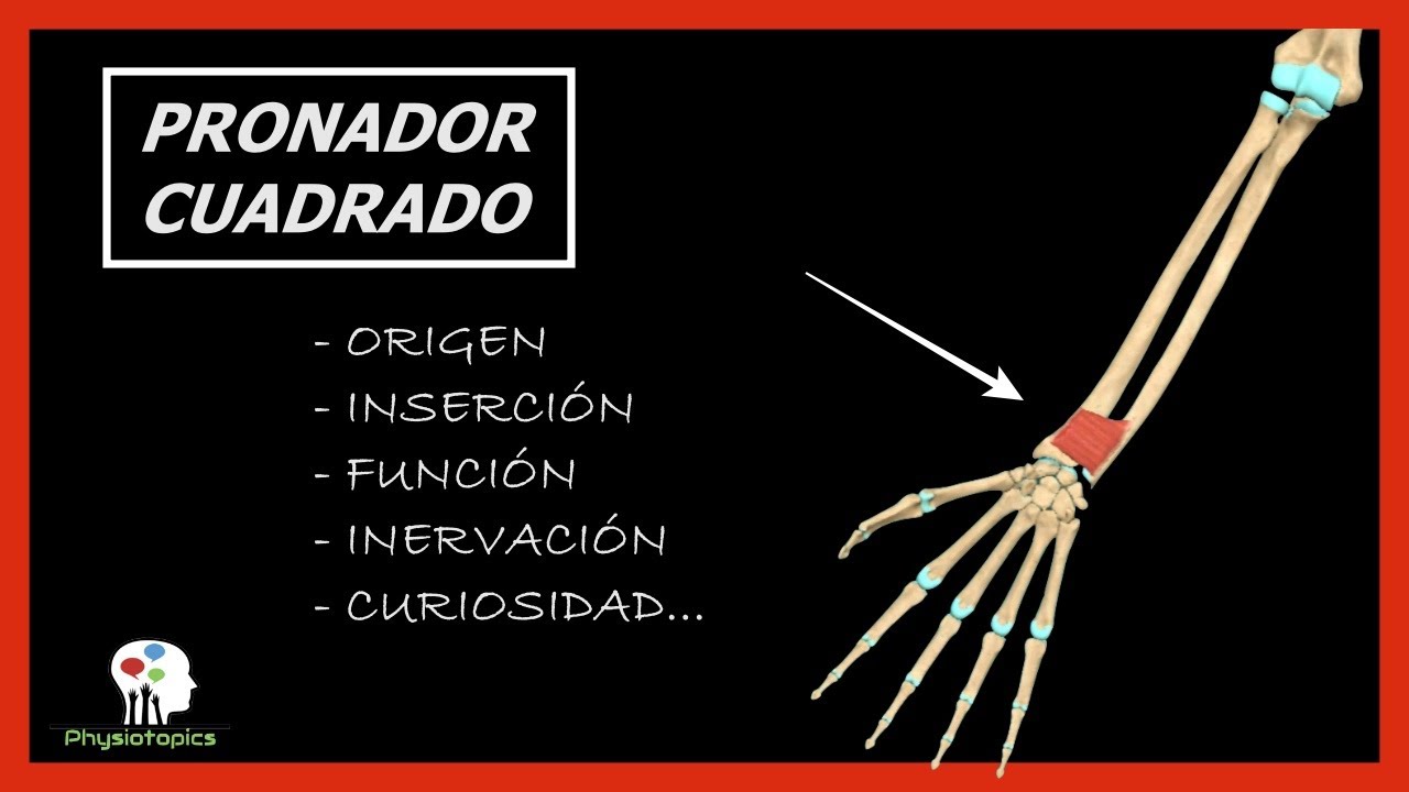 Pronador Cuadrado | Origen, inserción, función, inervación y curiosidad