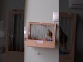 Sotos The Birds:Timbrado Español Classico Sotiris Nikologiannis TS22...