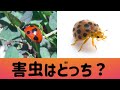 意外に知らないテントウムシの話 害虫なの益虫なの?(字幕対応)