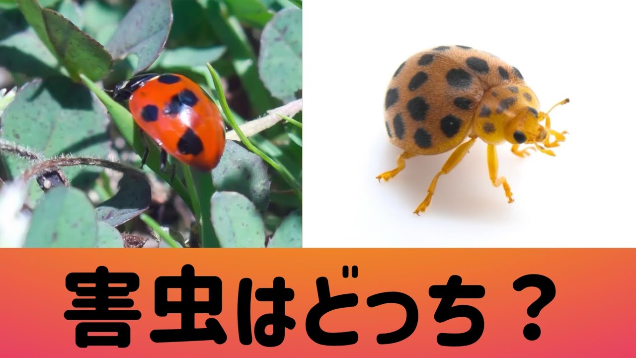意外に知らないテントウムシの話　害虫なの益虫なの？（字幕対応）