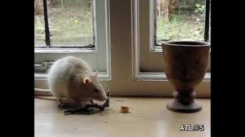 Rat Whisking Behavior