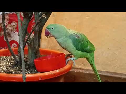 Teen Mitthu ka Masti bhara Hara video 🦜🦜🦜