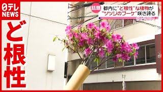 都内の“ど根性”植物が話題「元気もらって帰る」（2021年5月11日放送「news every.」より）