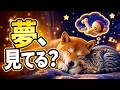 犬と猫は夢を見るの？どんな夢を見てる？