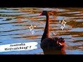 鸟趣- 本真优雅黑天鹅 | 澳洲观鸟 Black Swan bird fun：Natural Grace | Australia Birdwatching