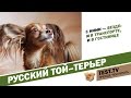 TEST.TV: Русский той-терьер собака загадка.