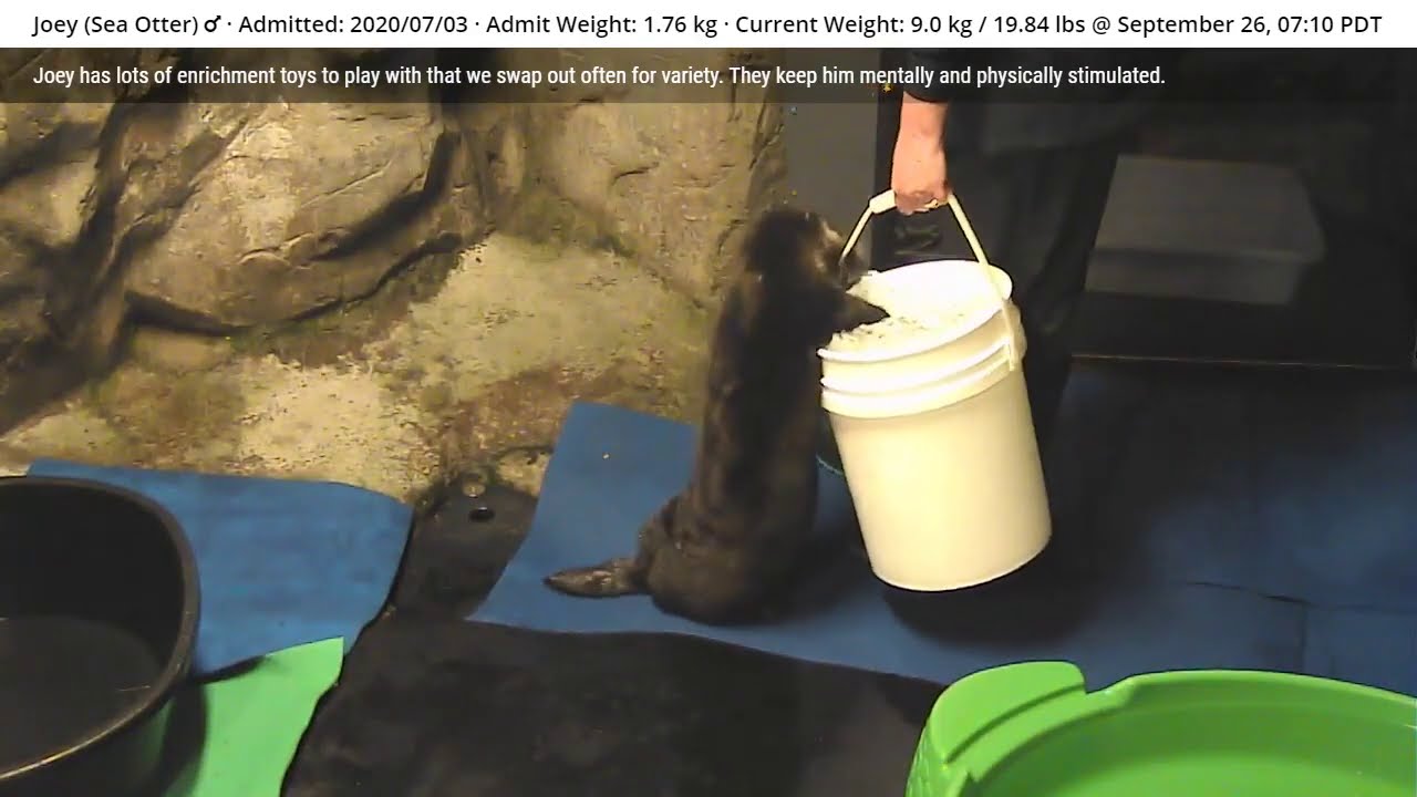 emperor penguin ice bucket