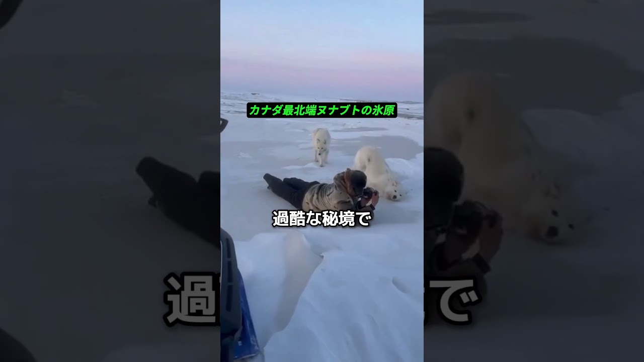 人間を見たことがないホッキョクオオカミの反応