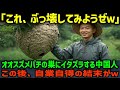 【海外の反応】「タダの虫じゃねぇか」オオスズメバチの巣を破壊する中国人…この後、彼らに自業自得の結末がw