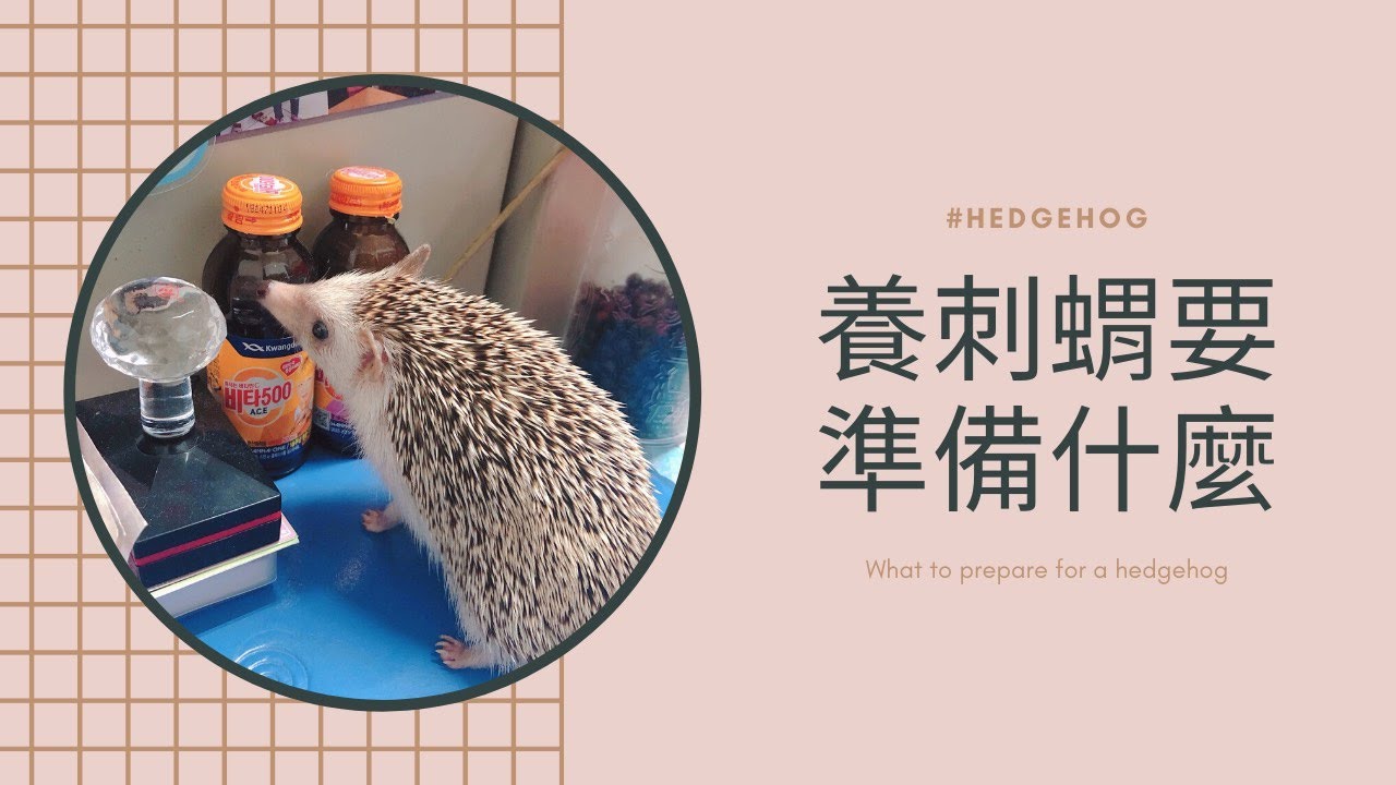 養刺蝟需要準備什麼？你真的準備好飼養非洲小刺蝟了嗎？！