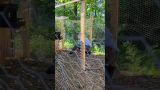 Trying to Catch a Chicken