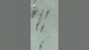 بوركينا فاسو توقف برنامج بيل غيتس لمكافحة الملاريا 