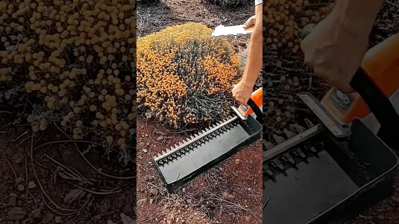 Work tool herbal flower harvester machine for fast picking