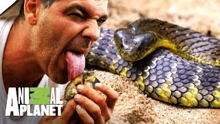 5 animales venenosos de Australia | Wild Frank: Tras la evolución de las especies | Animal Planet