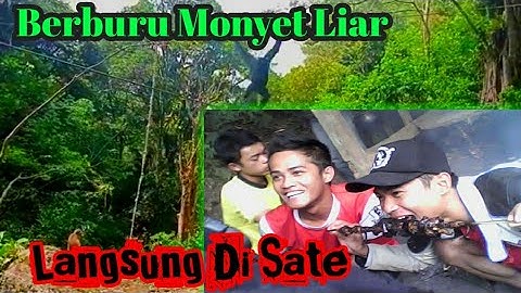 SERU!! Berburu Monyet Liar Yang Meresahkan Warga Pedesaan yang Berada Di Perkampungan