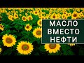 Накормит ли Россия весь мир? / Масло подсолнечника на экспорт /Свои сыроварни