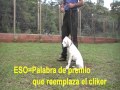 Adiestramiento canino obediencia cachorros