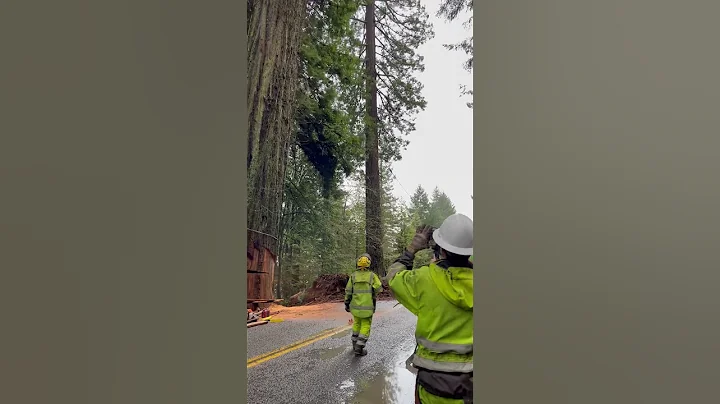 GIANT Redwood Tree FALLING ASMR