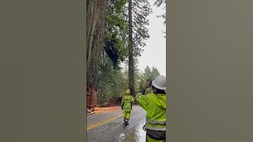 GIANT Redwood Tree FALLING ASMR