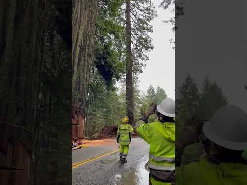 GIANT Redwood Tree