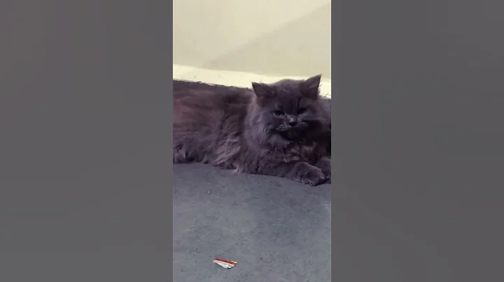 Video 5142681: grey persian cat, cute grey persian cat, quality persian cat