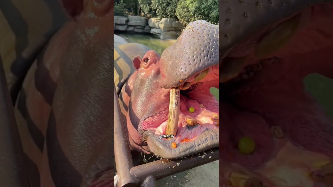 Hipopótamo Recebeu uma Fruta Pequena 🦛❤️