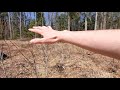 Saving Trees From Abandoned Yard Before Clearing And Moving Trees Out Of Road