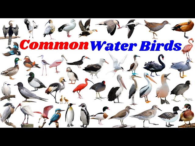 中坪淳彦 / Water * Birds * Wind Water Birds Names in English with Pictures 🦆🌊 | Learn Aquatic