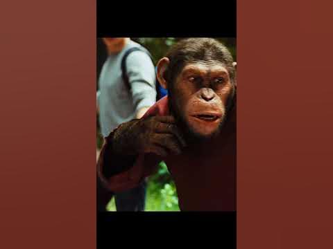 Умная обезьяна понимает, что она животное #shorts #фильмы - YouTube
