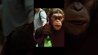 Умная обезьяна понимает, что она животное #shorts #фильмы