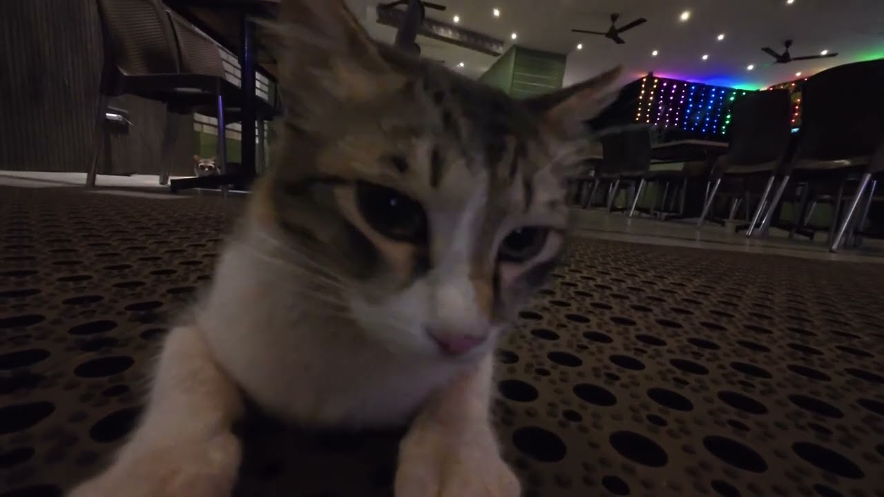 Cat in a restaurant - DJI 20260225195216 0252 D 001