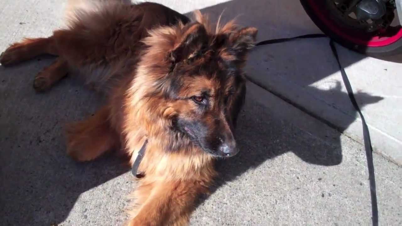 how old is 15 months in dog years