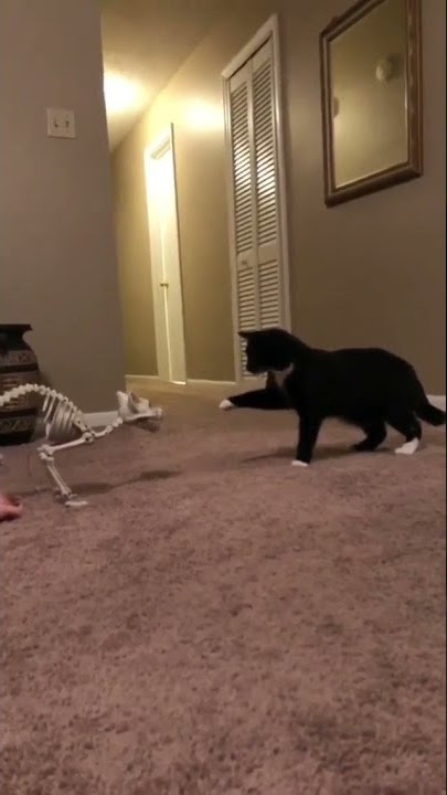 Tube Cats.Cute Black Cat Seeing An                    an Av