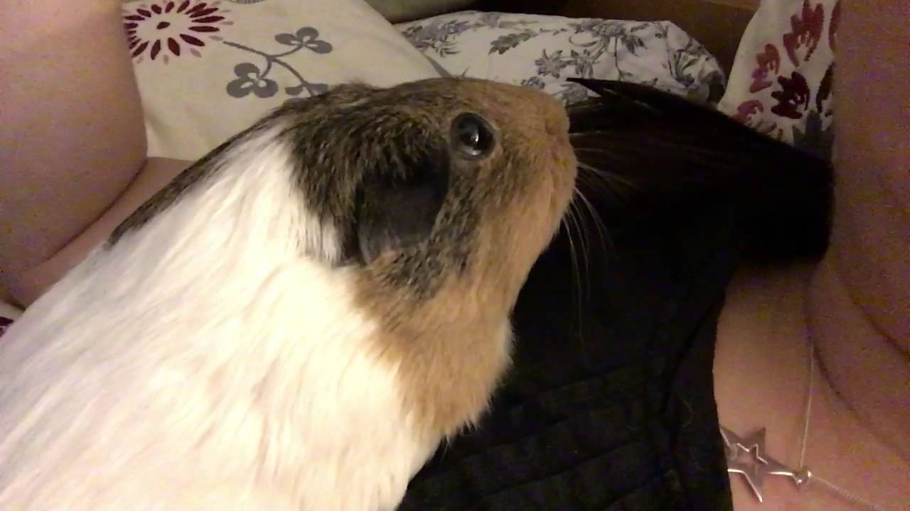 Guinea pig eating my hair YouTube