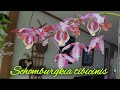 Schomburgkia tibicinis сезонное цветение.