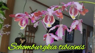 Schomburgkia tibicinis сезонное цветение.