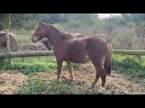 petiza alazana de 1.35 de alzada surper mansa y funcional. 1.440.000