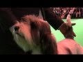 Crufts Petit Basset Griffon Vendeen Best of Breed 2012 - Ch Soletrader Peek A Boo