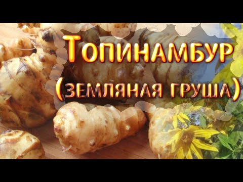 Топинамбур (земляная груша).Как вырастить, полезные свойства и рецепт  салата из топинамбура.