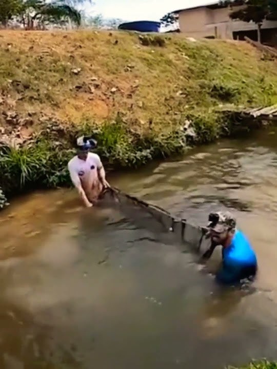 OMG Amazing Giant fish, How to Bigger fly village fishing with Phann Phuy Fishing videos @phfish