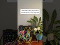 Plants play synth. Each one is so different!